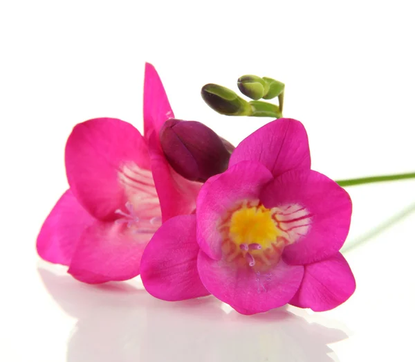 Fleur de freesia rose, isolée sur blanc — Photo