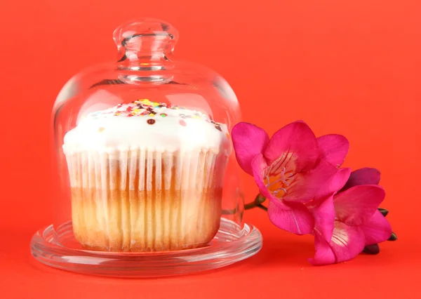 Cupcake op schotel met glazen deksel, op een achtergrond met kleur — Stockfoto