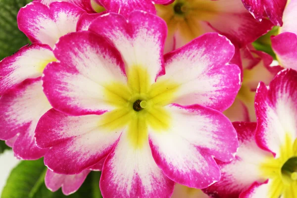 Schöne rosa Primeln, Nahaufnahme — Stockfoto