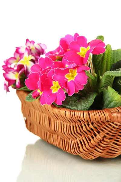 Beautiful pink primulas in basket, isolated on white — Stock Photo, Image