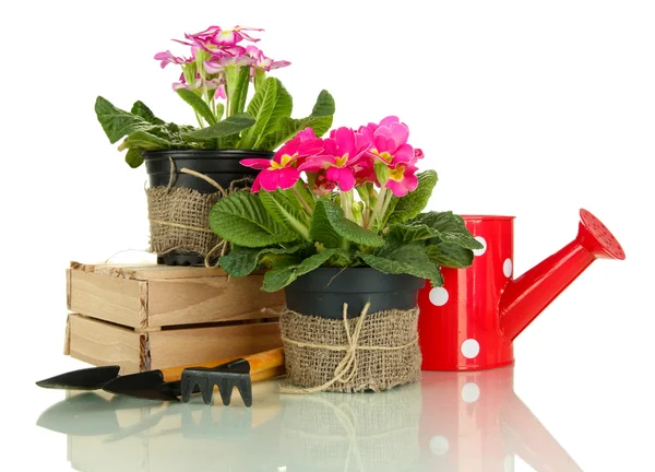 Beautiful pink primulas in flowerpots and gardening tools, isolated on white — Stock Photo, Image