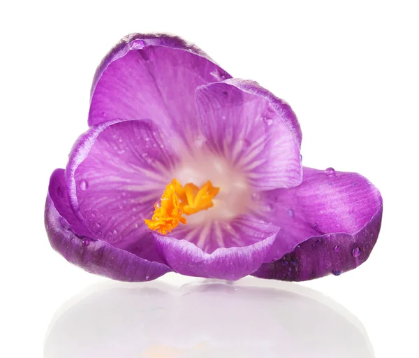 Piękne fioletowe krokusy, na białym tle — Zdjęcie stockowe