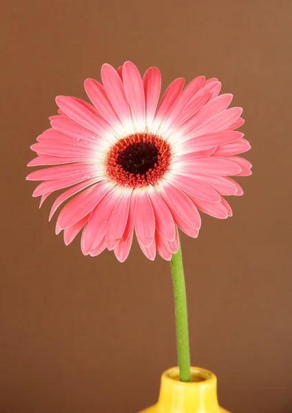 Hermosa flor Gerber sobre fondo marrón — Foto de Stock