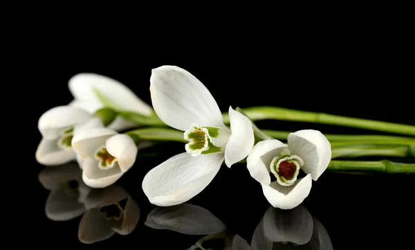 Snowdrop flowers, isolated on black — Stock Photo, Image