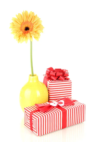 Bela flor Gerber com presentes isolados em branco — Fotografia de Stock