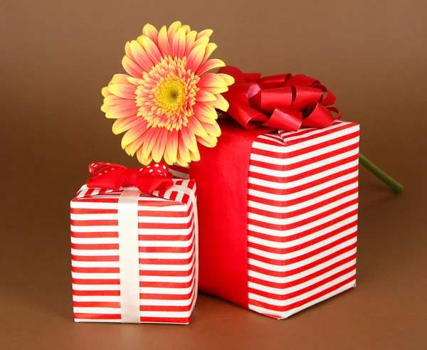 Hermosa flor Gerber con regalos sobre fondo marrón —  Fotos de Stock