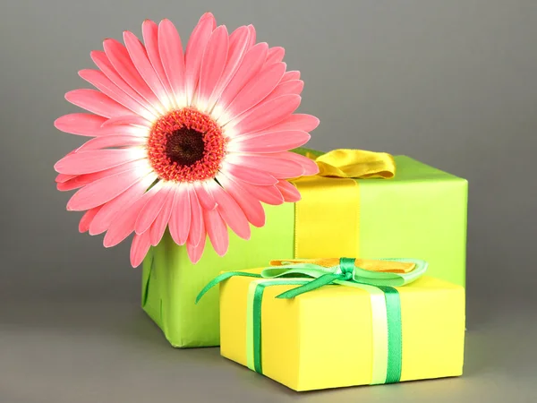 Beautiful Gerber flower with gifts on grey background — Stok fotoğraf