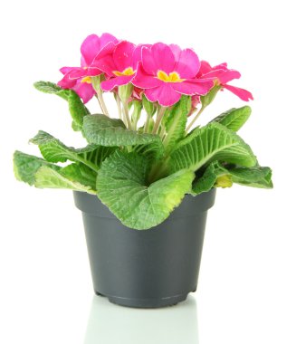 güzel pembe çuha çiçeği üzerinde beyaz izole saksı