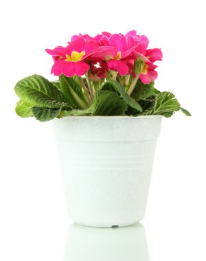 güzel pembe çuha çiçeği üzerinde beyaz izole saksı