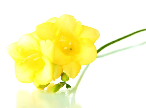 Flor freesia amarela, isolada sobre branco — Fotografia de Stock