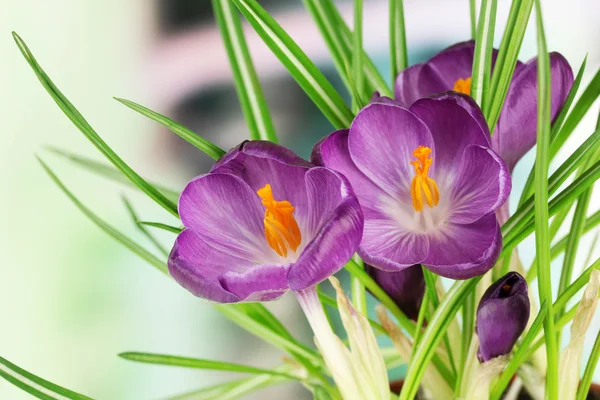 Beautiful purple crocuses, close up — Stock Photo, Image