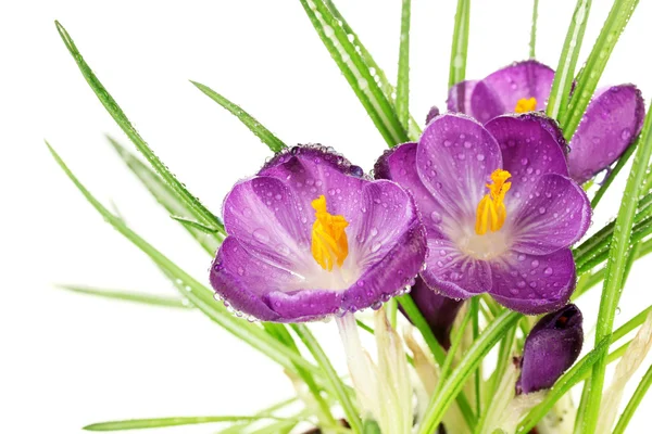 Beautiful purple crocuses, close up — Stock Photo, Image