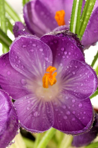 Красивые фиолетовые крокусы, крупным планом — стоковое фото