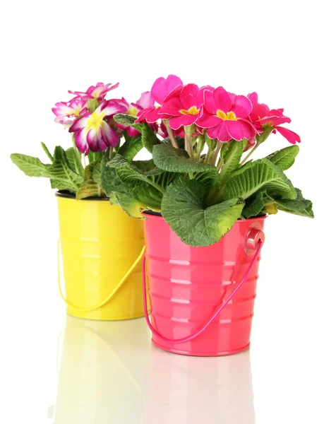 kova içinde güzel pembe primulas üzerinde beyaz izole