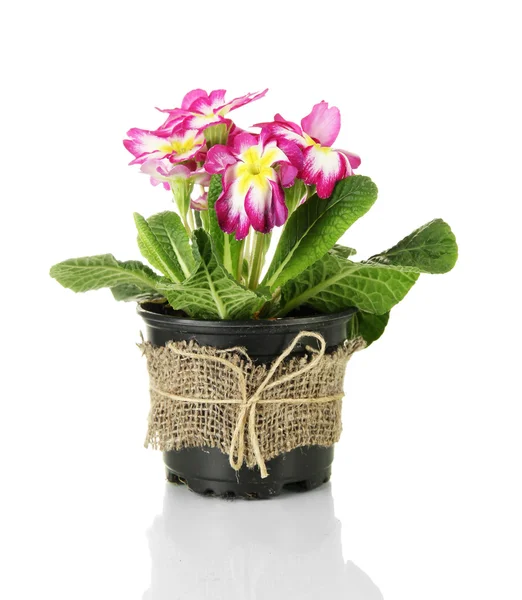 Beautiful pink primula in flowerpot, isolated on white — Stock Photo, Image