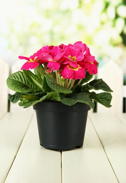 Beautiful pink primula in flowerpot, on wooden table, on green background — Stock Photo, Image