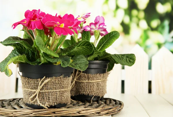 Schöne rosa Primeln in Blumentöpfen, auf Holztisch, auf grünem Hintergrund — Stockfoto