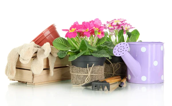 Belles primulas roses dans des pots de fleurs et des outils de jardinage, isolées sur blanc — Photo