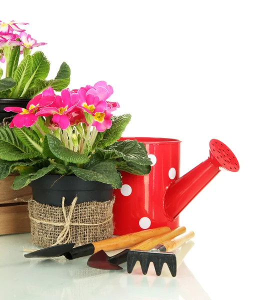 Belas primulas cor-de-rosa em vasos e ferramentas de jardinagem, isoladas em branco — Fotografia de Stock