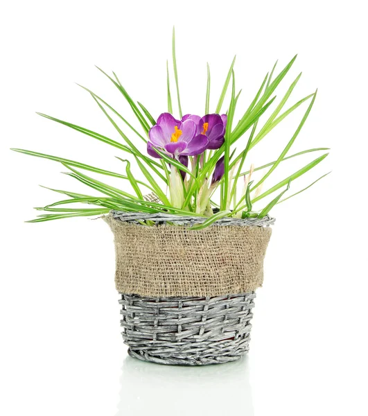 Beautiful purple crocuses in flowerpot, isolated on white — Stock Photo, Image