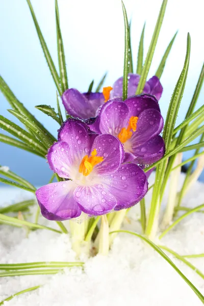 üstünde mavi zemin üzerine kar güzel mor çiğdemler