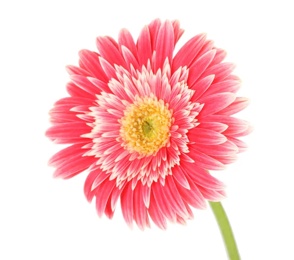 güzel gerber çiçek üzerinde beyaz izole