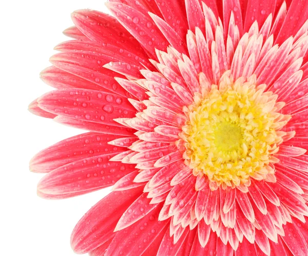 güzel gerber çiçek üzerinde beyaz izole