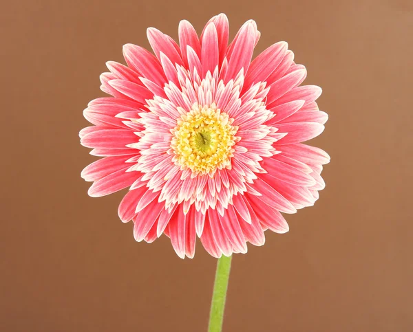 Hermosa flor Gerber sobre fondo marrón —  Fotos de Stock