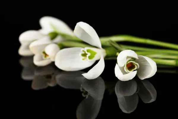 Fleurs de chute de neige, isolées sur noir — Photo