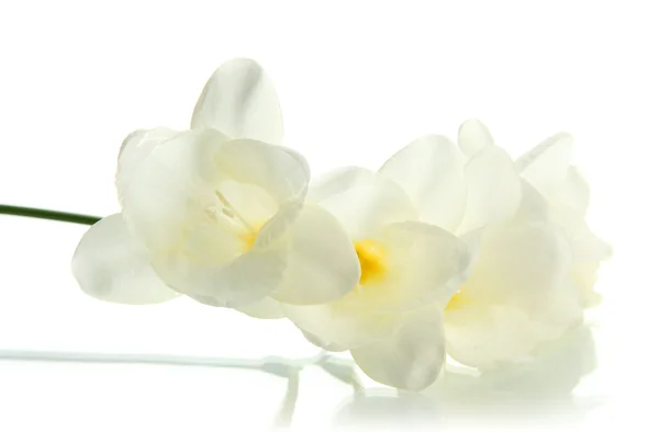 Beautiful freesia, isolated on white — Stock Photo, Image