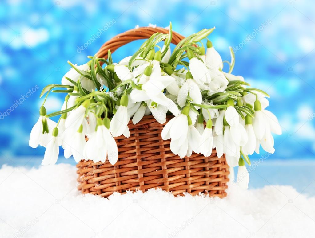 Spring snowdrop flowers in wicker basket with snow, on bright background