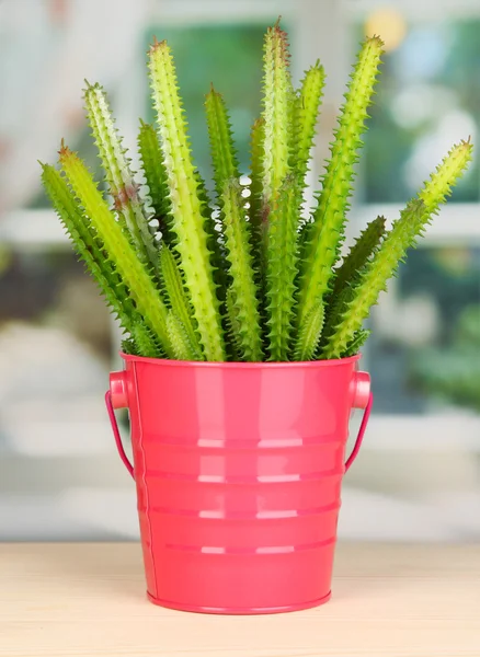 Cactus in vaso sul davanzale della finestra — Foto Stock