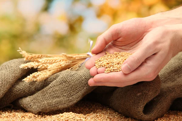 Man hands with grain, on green background — Stock Photo, Image