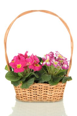 beyaz izole güzel pembe primulas sepeti,