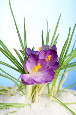 üstünde mavi zemin üzerine kar güzel mor çiğdemler