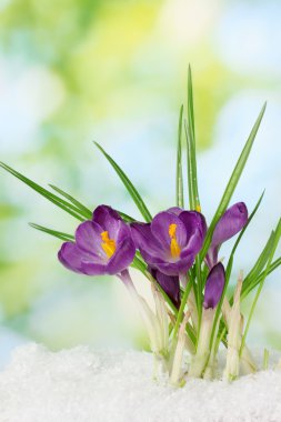 yeşil zemin üzerine kar üzerinde güzel mor çiğdemler