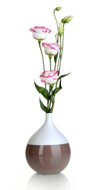 eustoma üzerinde beyaz izole Vazoda Çiçekler buket
