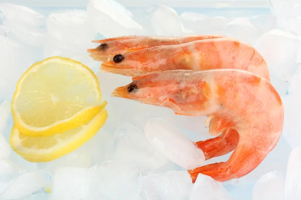 Shrimps on ice close-up — Stock Photo, Image