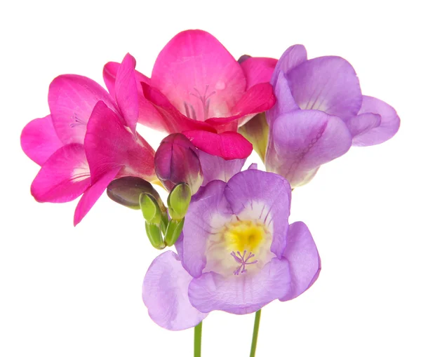 Bouquet de fleurs de freesias, isolé sur blanc — Photo