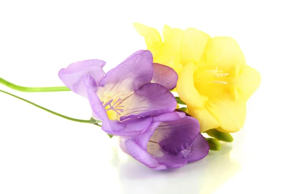 Bouquet de fleurs de freesias, isolé sur blanc — Photo