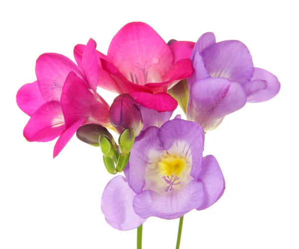 Lila Freesia Blume, auf grünem Hintergrund — Stockfoto