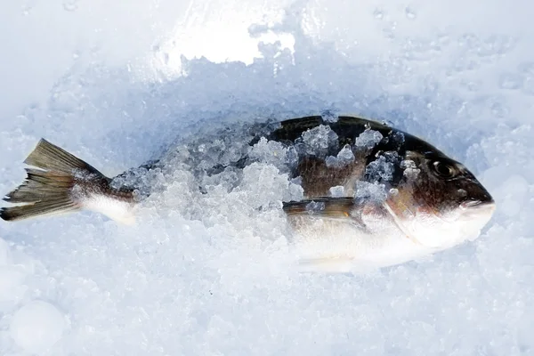 Dorado fish on ice — стоковое фото