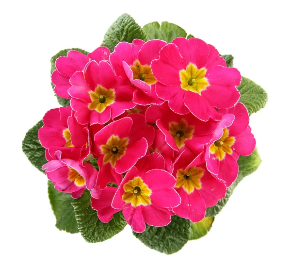 Beautiful pink primula, isolated on white — Stock Photo, Image