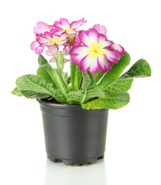 Beautiful pink primula in flowerpot, isolated on white — Stock Photo, Image