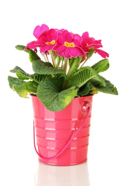 Mooie roze primula in emmer, geïsoleerd op wit — Stockfoto