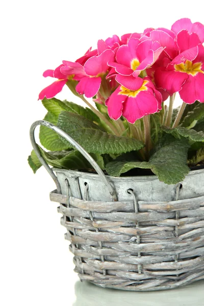 Beautiful pink primulas in basket, isolated on white — Stock Photo, Image