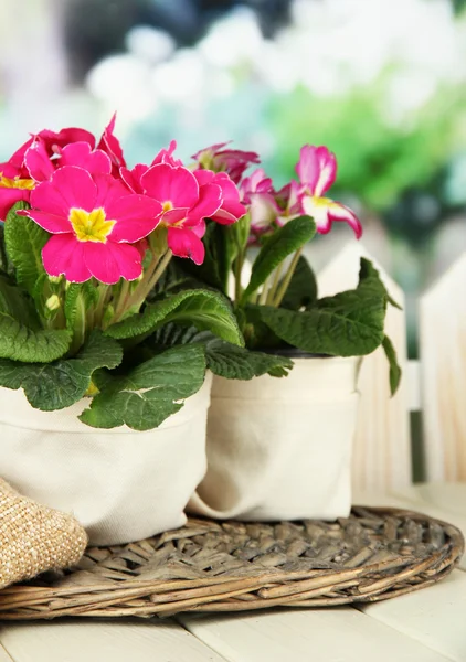 Beautiful pink primula in flowerpot, on wooden table, on green background — Stock Photo, Image
