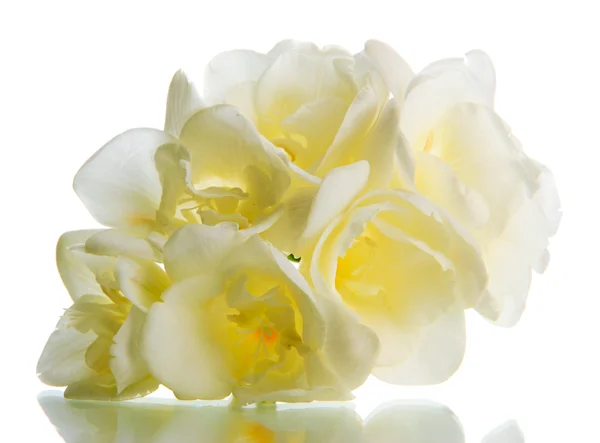 Beautiful freesia, isolated on white — Stock Photo, Image