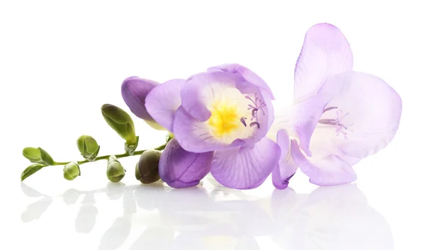 Фиолетовый цветок фризии, изолированный на белом — стоковое фото