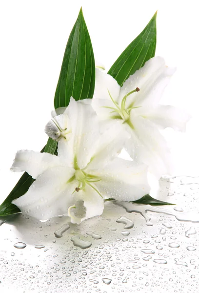 Piękne lilia, na białym tle — Zdjęcie stockowe
